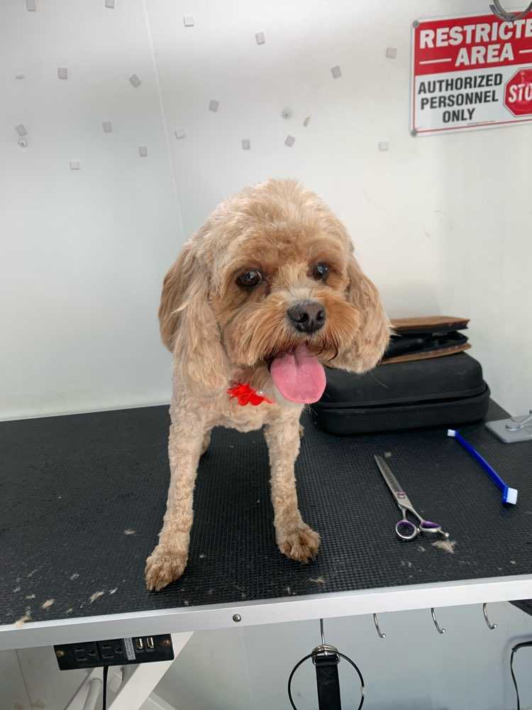 Daisy