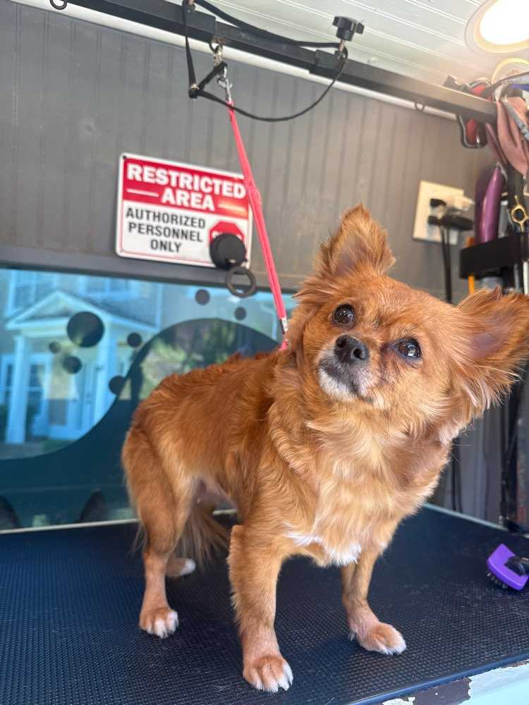 Mocha