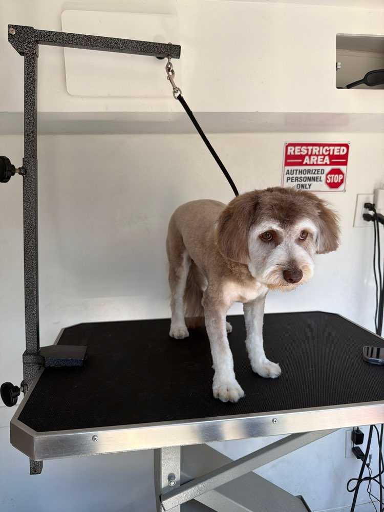 Maggie
