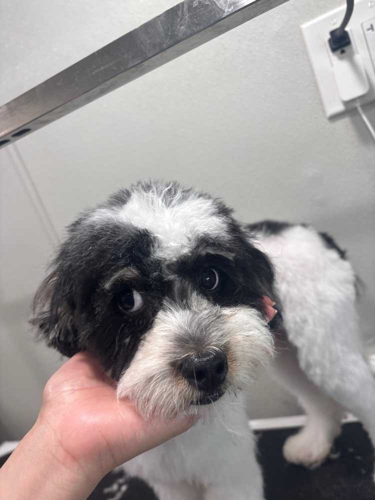 Dog Pet Photo