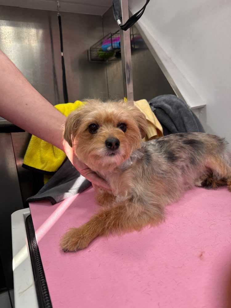 Peanut