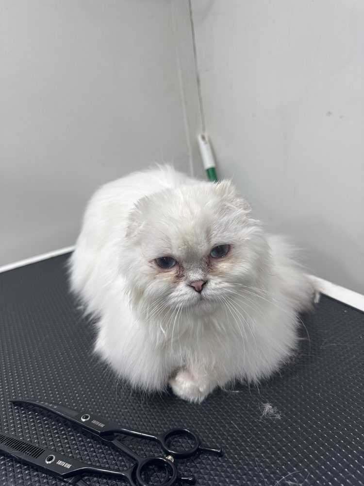 Pet