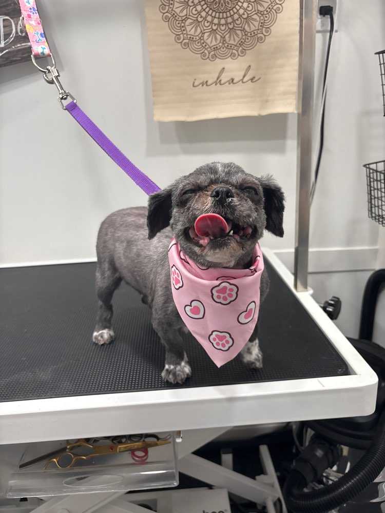 Dog Pet Photo