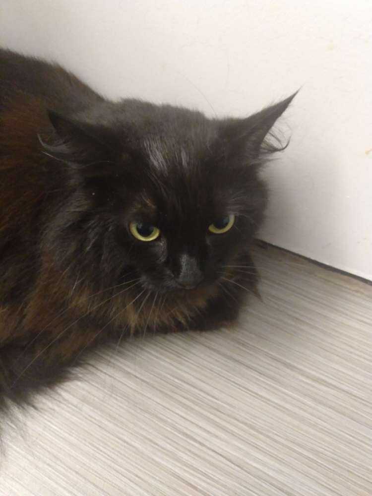 Pet