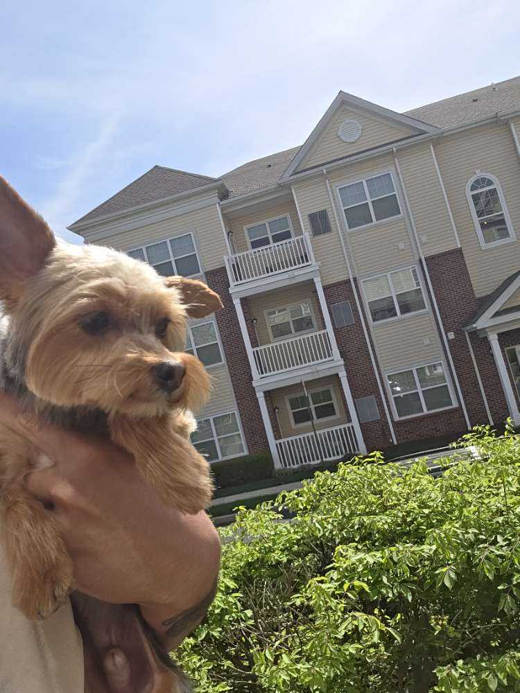 Dog Pet Photo