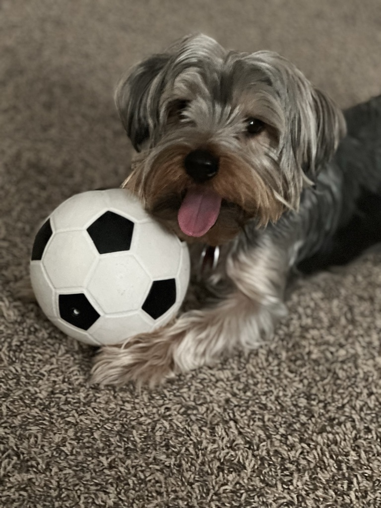Pet