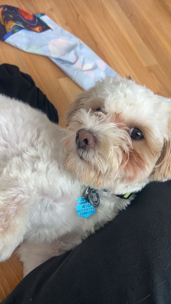Teddy