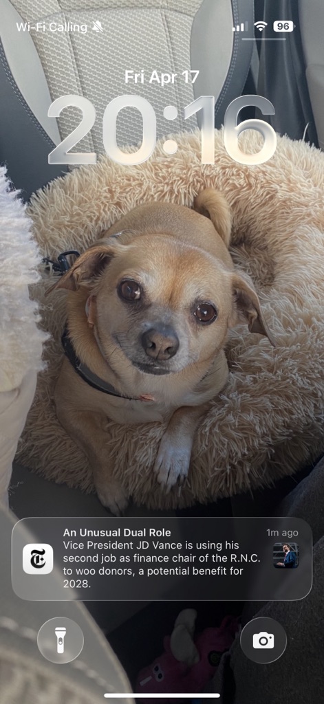 Dog Pet Photo