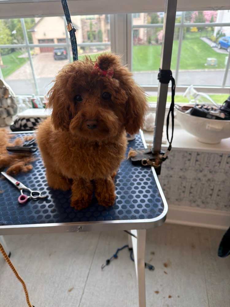 Pet