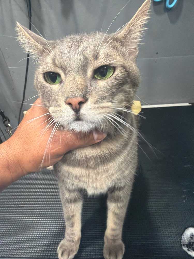 Pet
