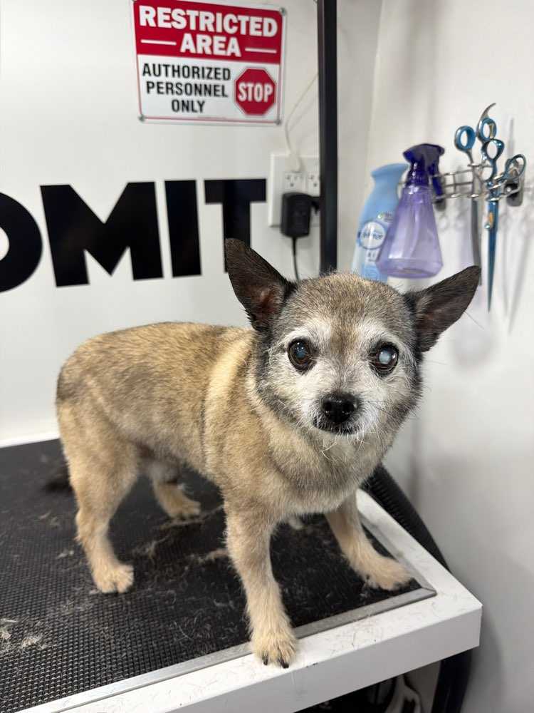 Pet