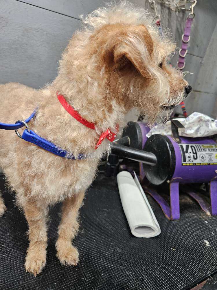 Dog Pet Photo