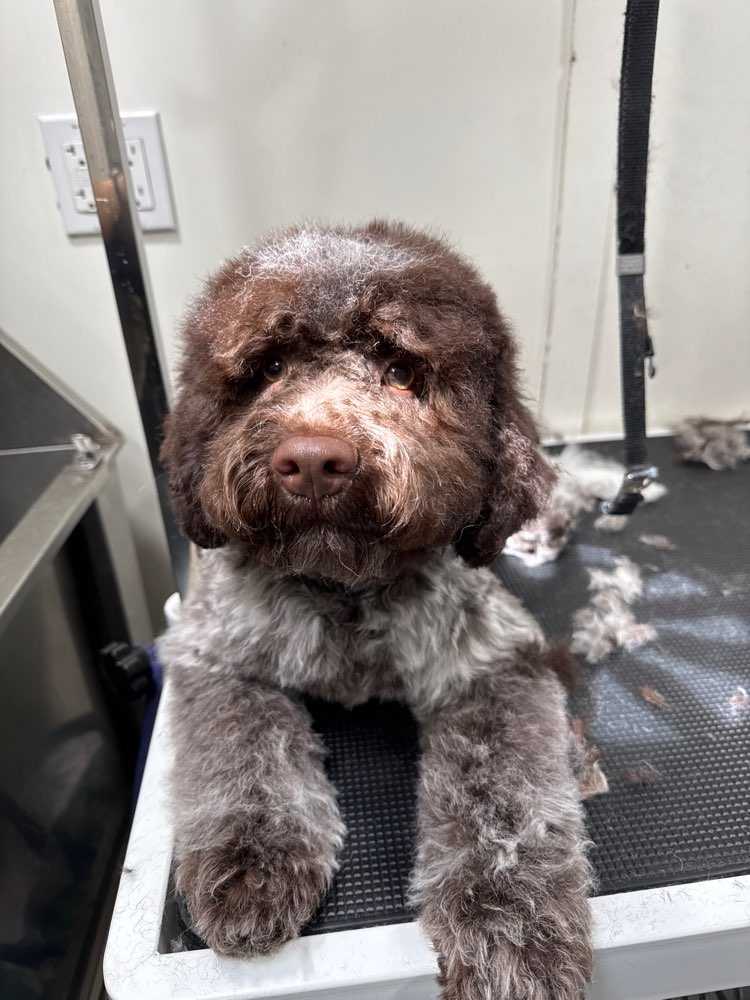 Dog Pet Photo