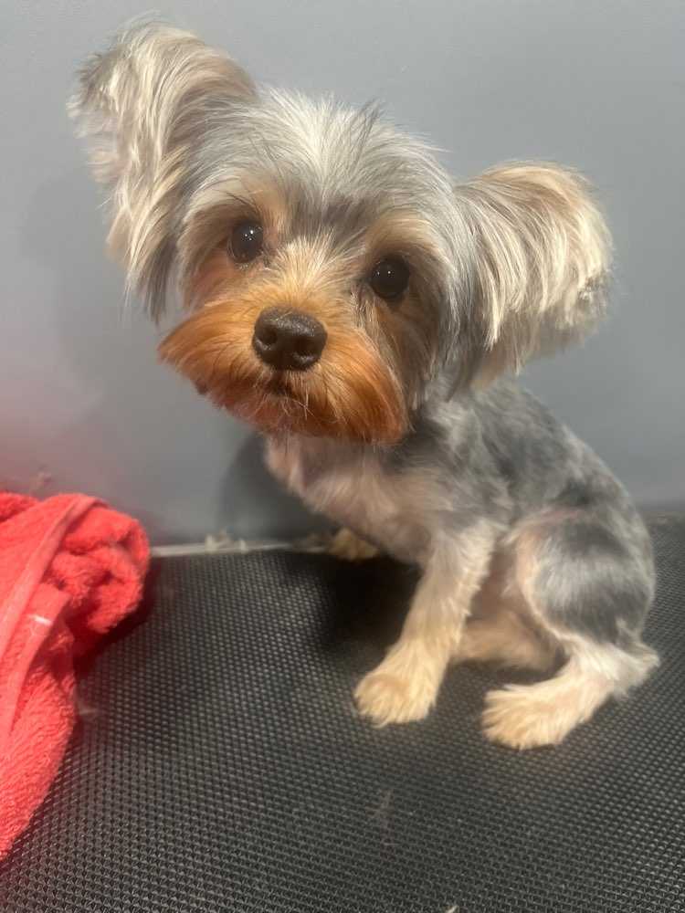 Pet