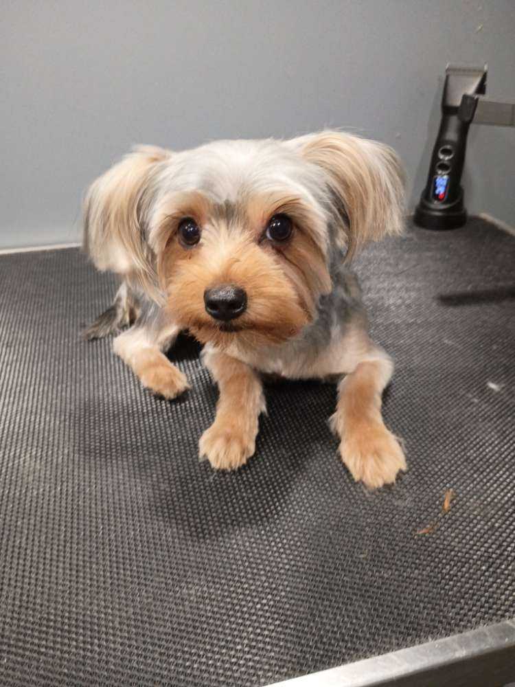 Pet