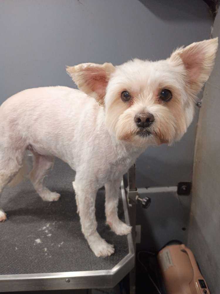 Dog Pet Photo