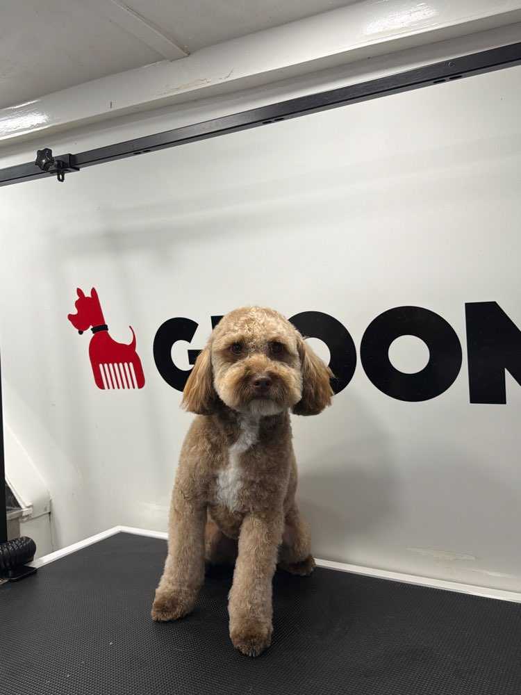 Dog Pet Photo
