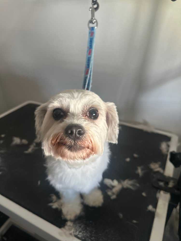 Dog Pet Photo