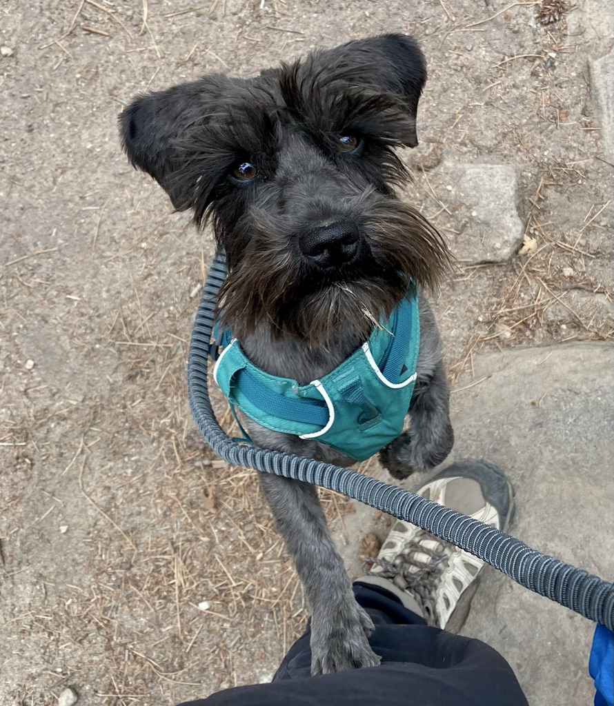 Dog Pet Photo