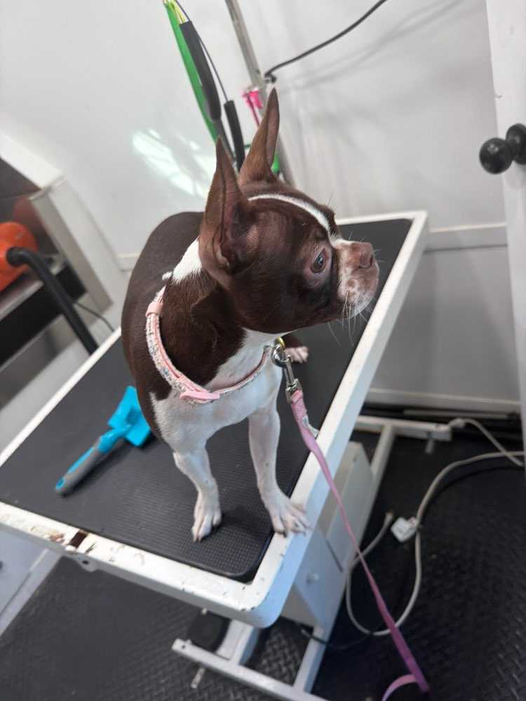 Dog Pet Photo