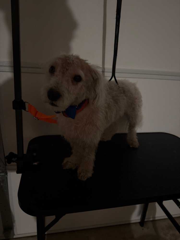 Pet
