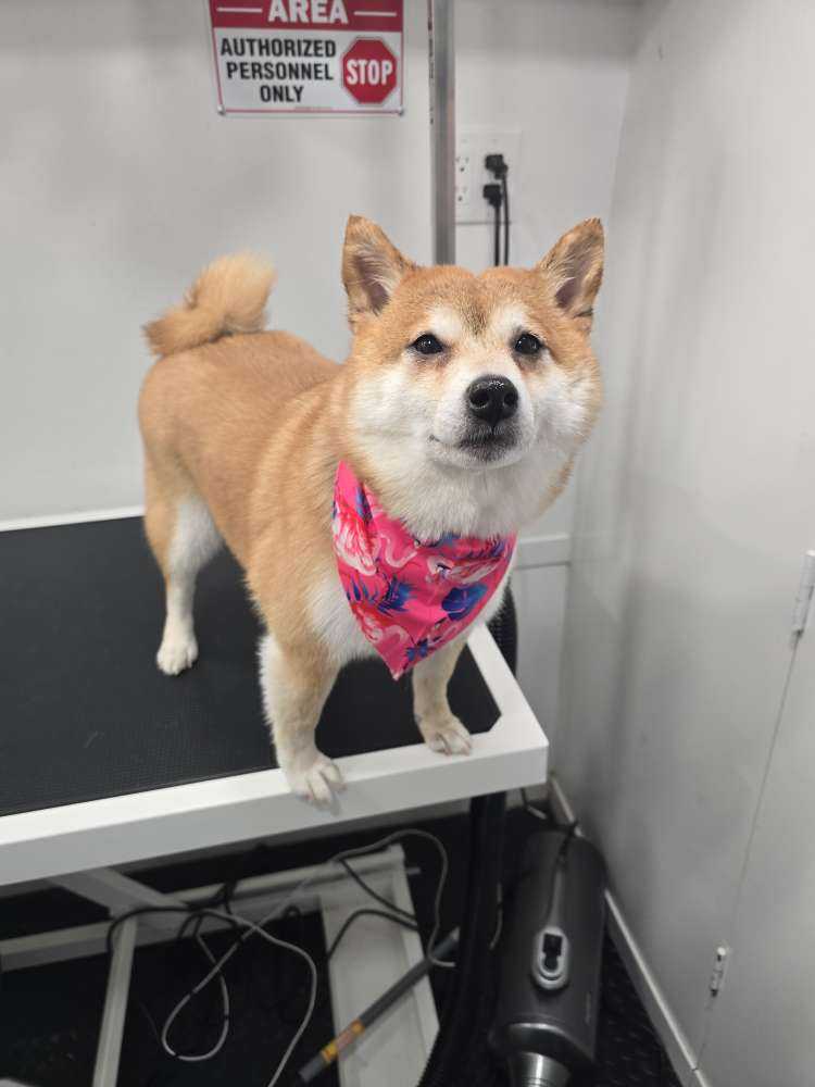 Kiba