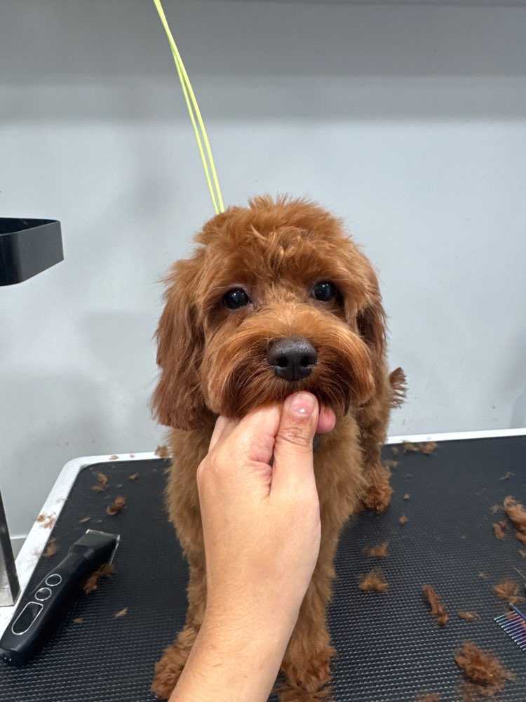 Dog Pet Photo