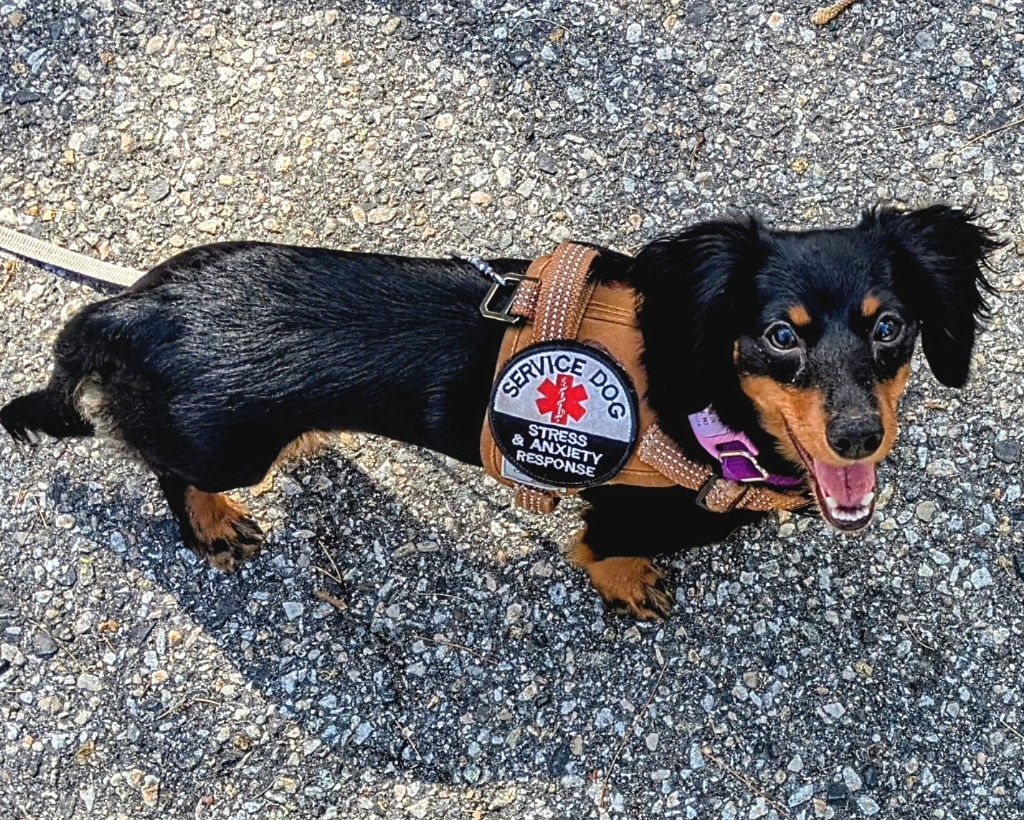 Dog Pet Photo
