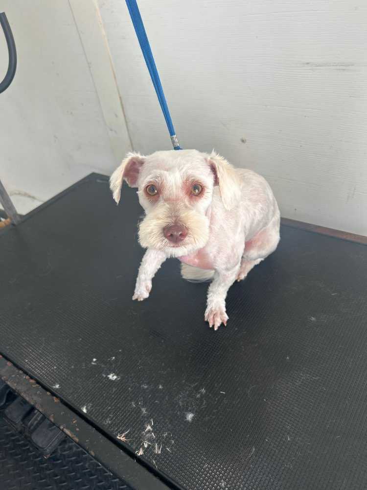 Dog Pet Photo