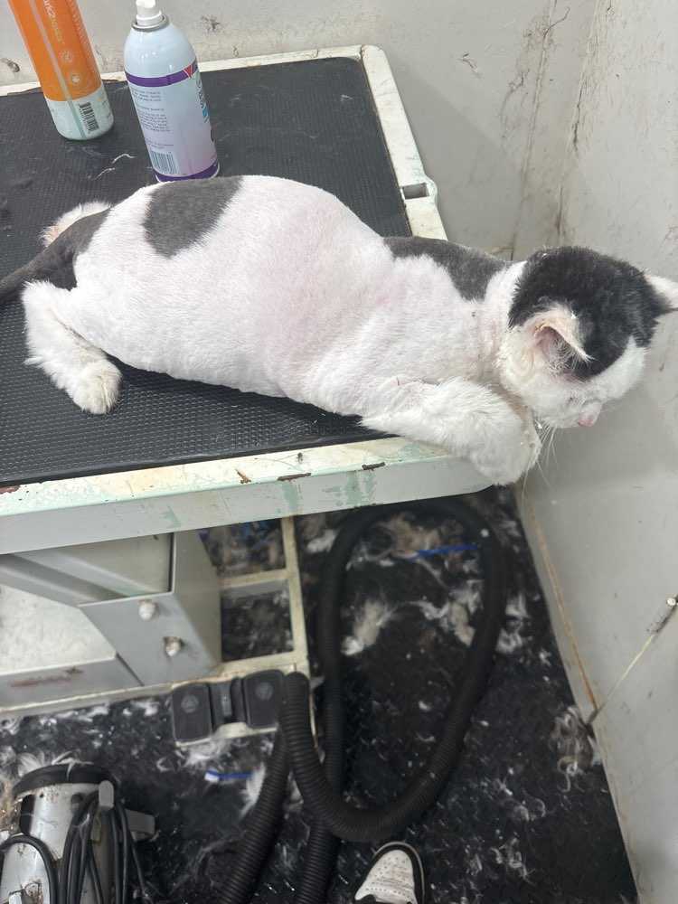 Pet