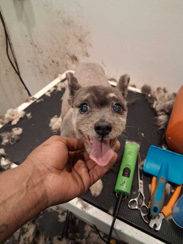 Dog Pet Photo