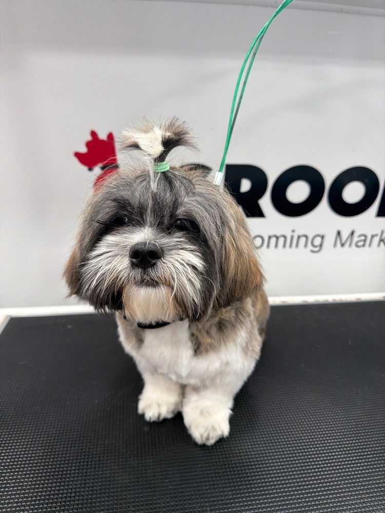 Dog Pet Photo