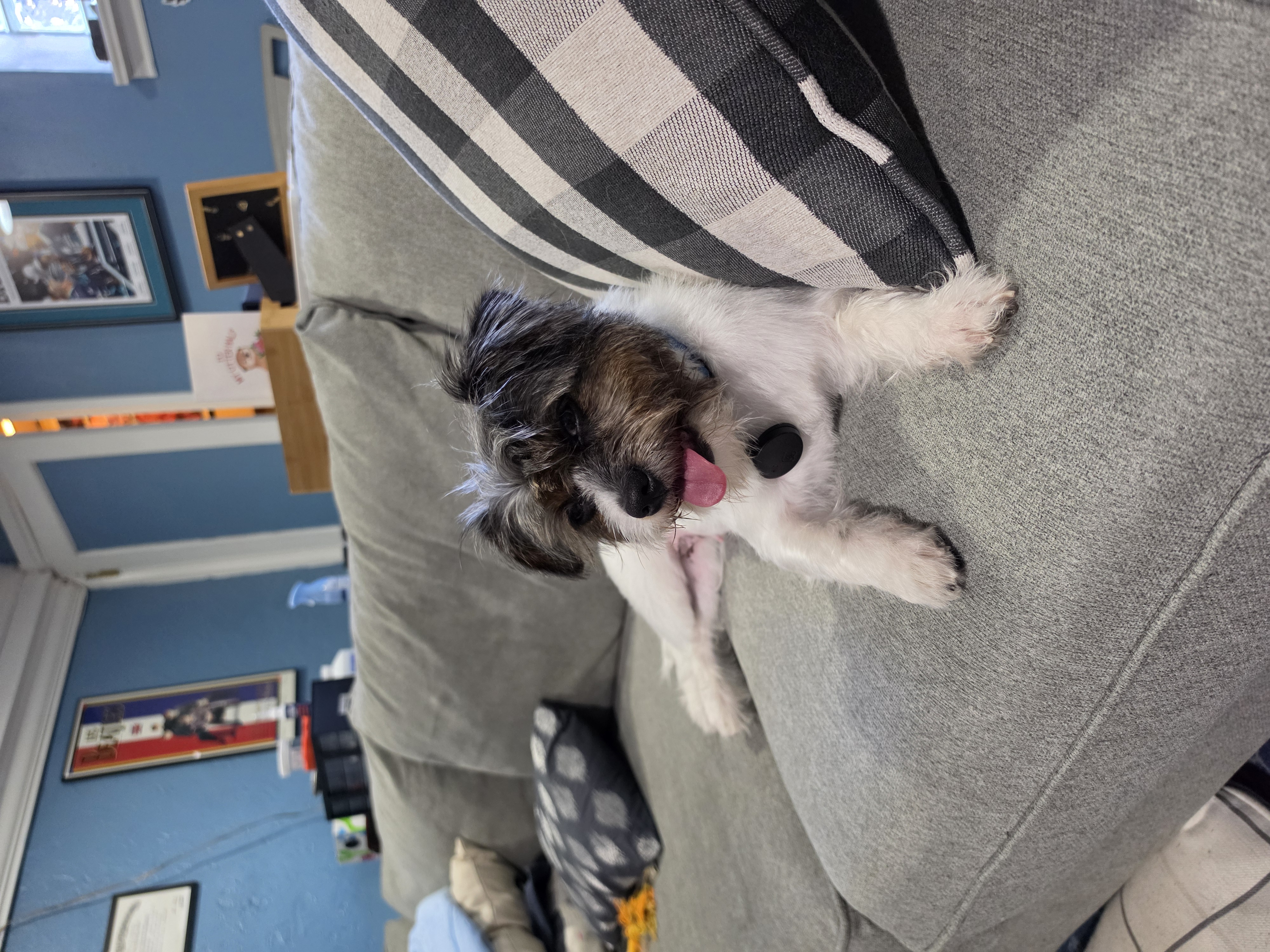 Pet