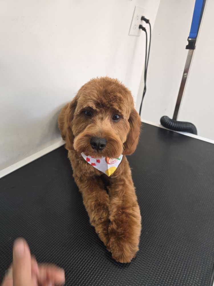 Louie