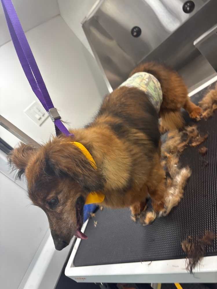 Dog Pet Photo
