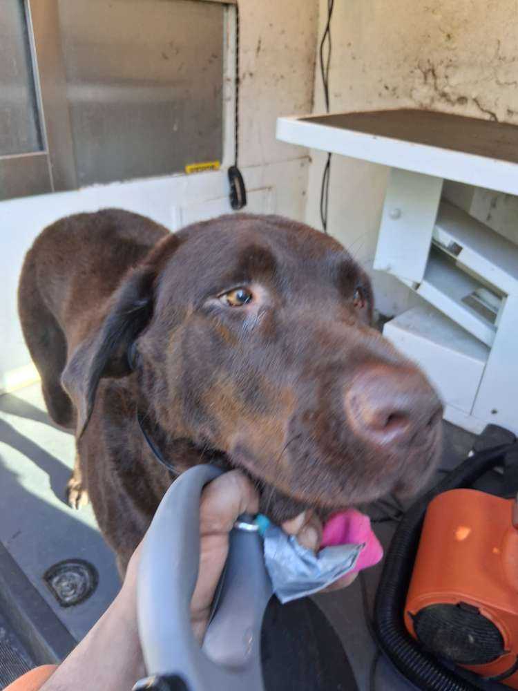 Pet