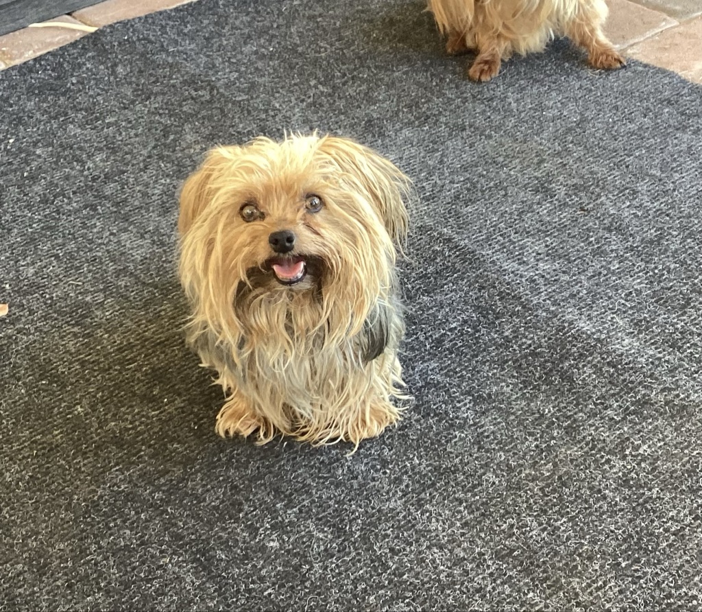 Dog Pet Photo