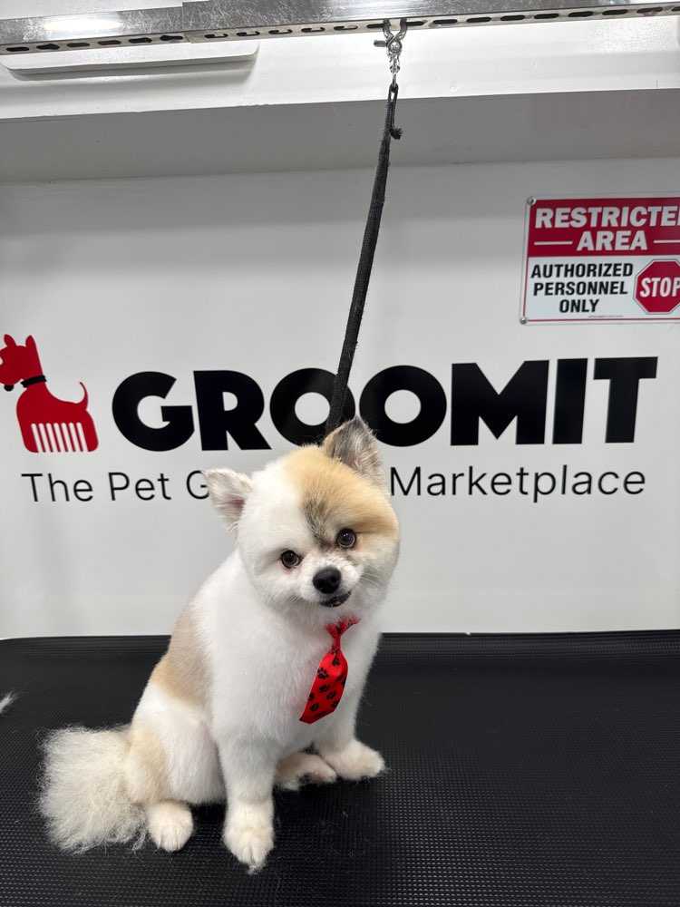 Dog Pet Photo