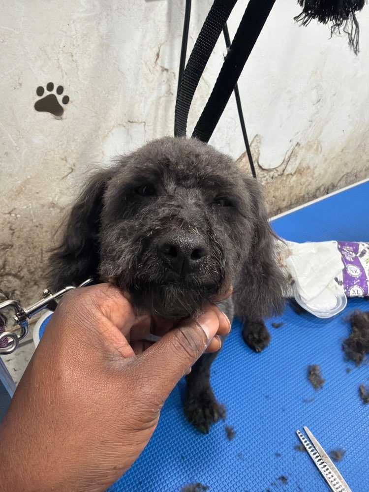 Teddy