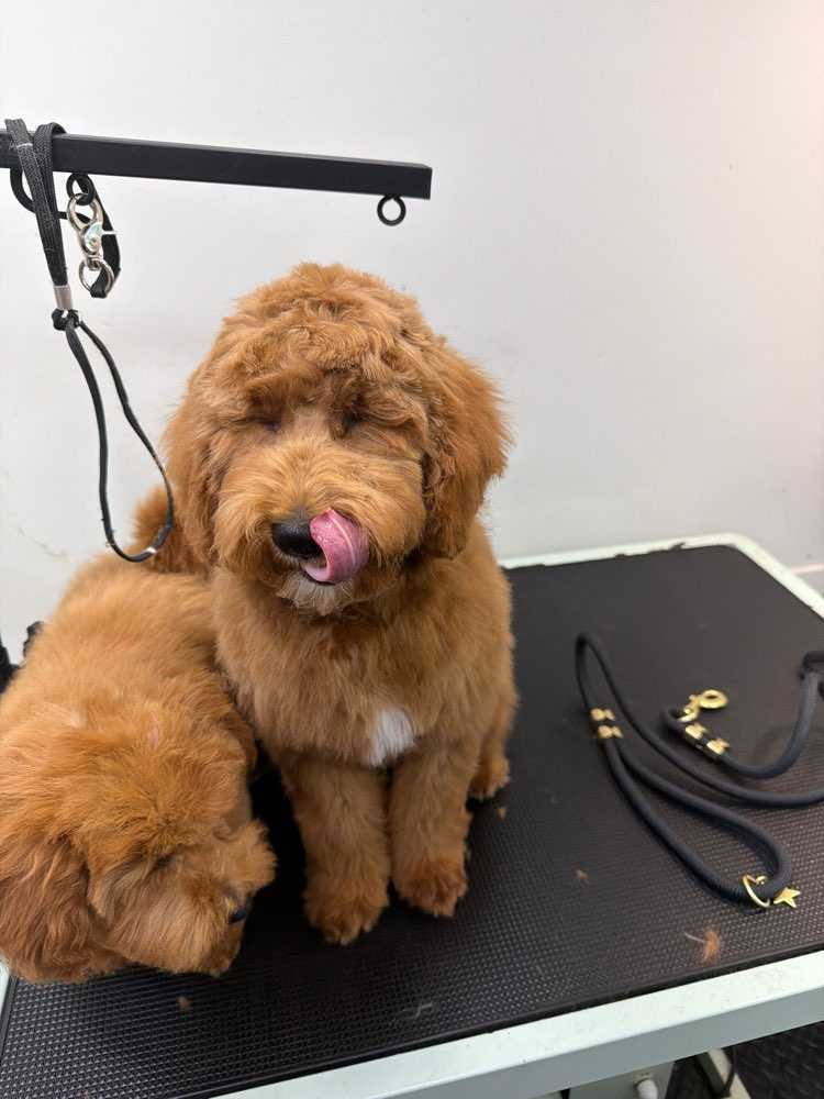 Pet