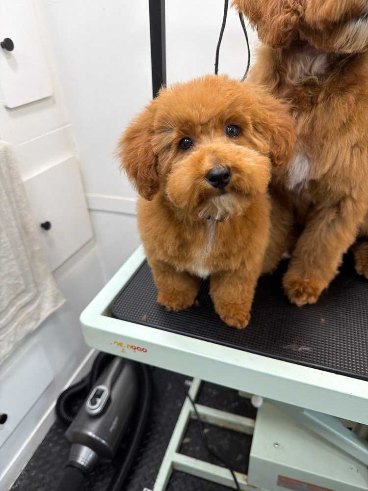 Dog Pet Photo