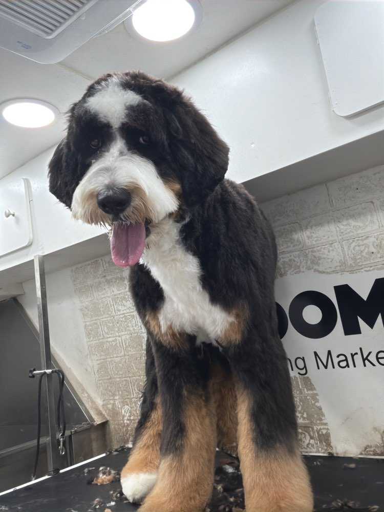 Dog Pet Photo