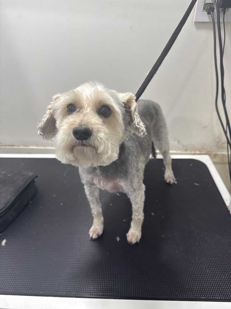 Pet