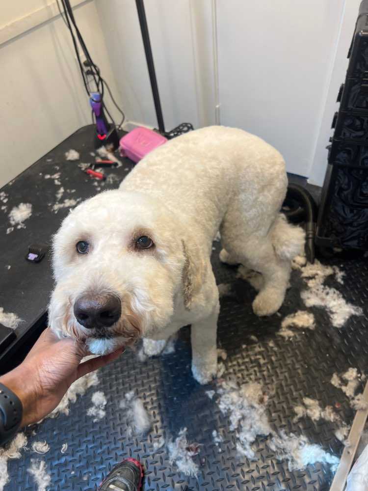 Dog Pet Photo