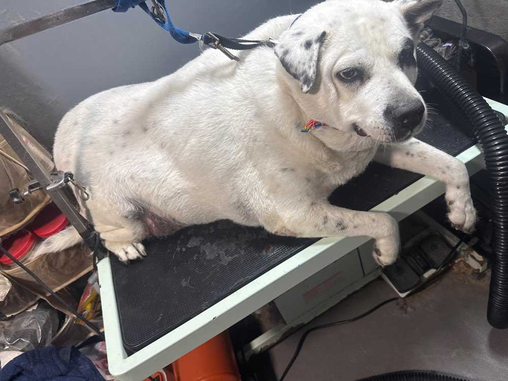 Dog Pet Photo