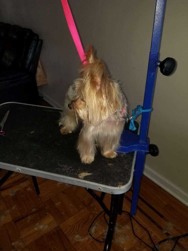 Dog Pet Photo