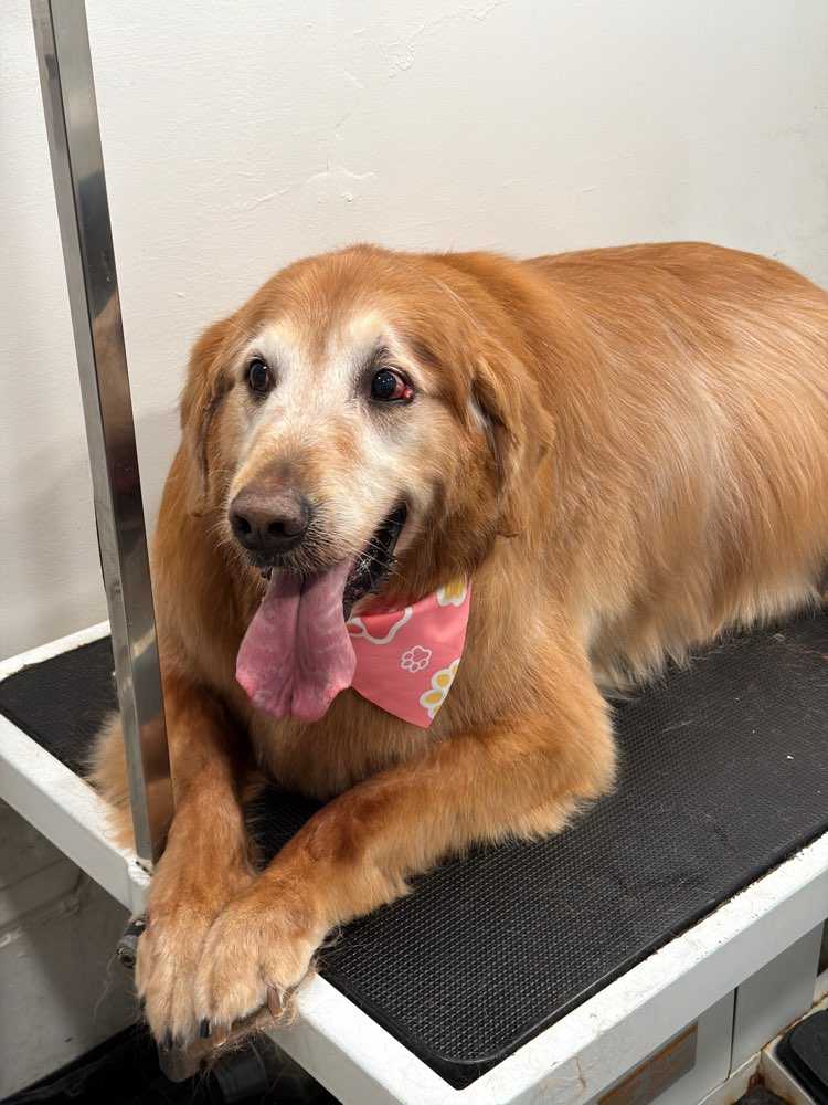 Dog Pet Photo