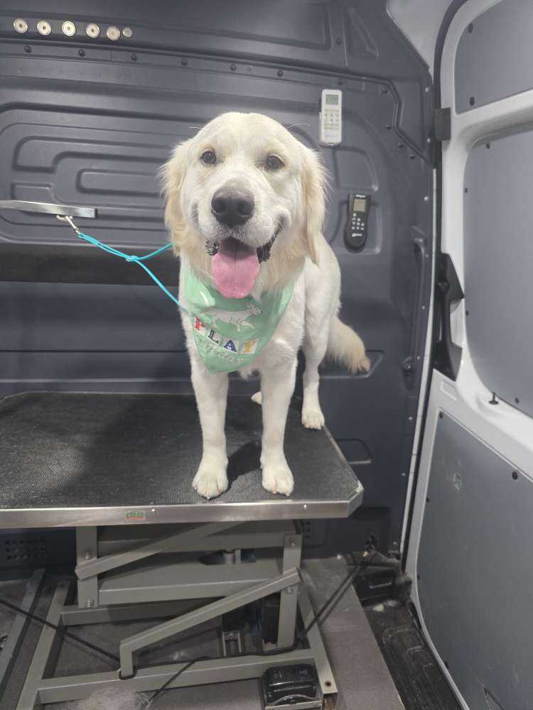 Pet