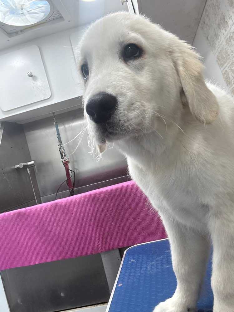 Simba
