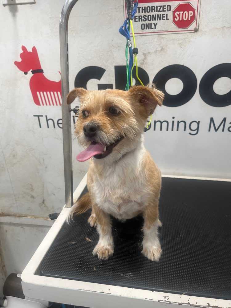 Dog Pet Photo